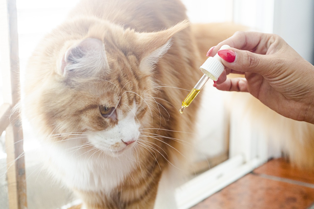 best cbd for cats
